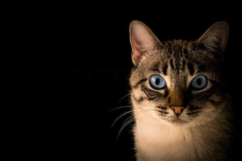 留守番が長い日に役立つ、猫の安心スペースづくり