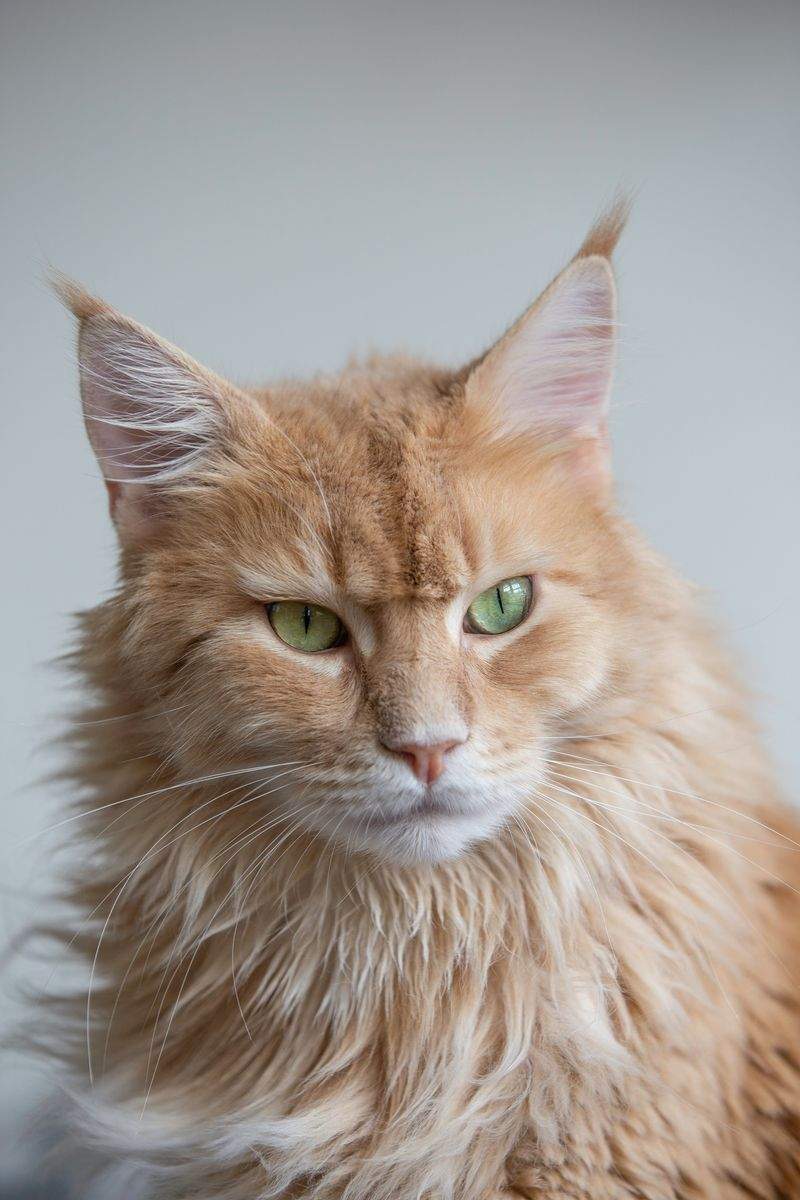多頭飼育家庭の暮らしを整えたサポート事例