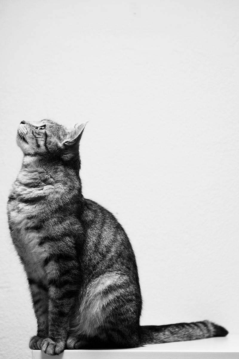 保護猫の新生活立ち上げサポート事例
