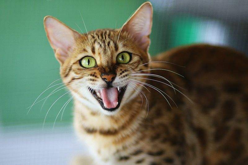 高齢猫の見守りサポート