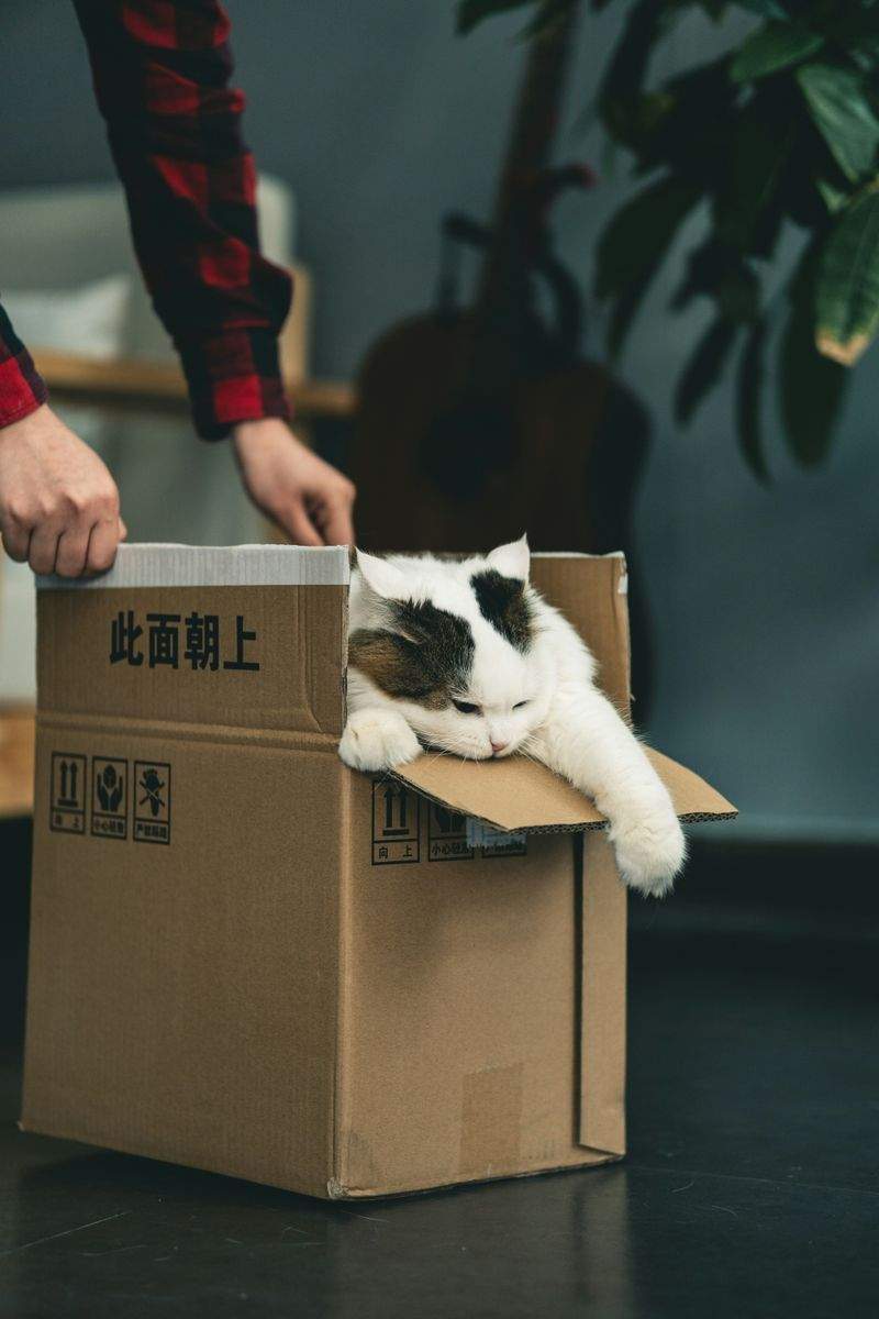 爪切り・ブラッシング補助