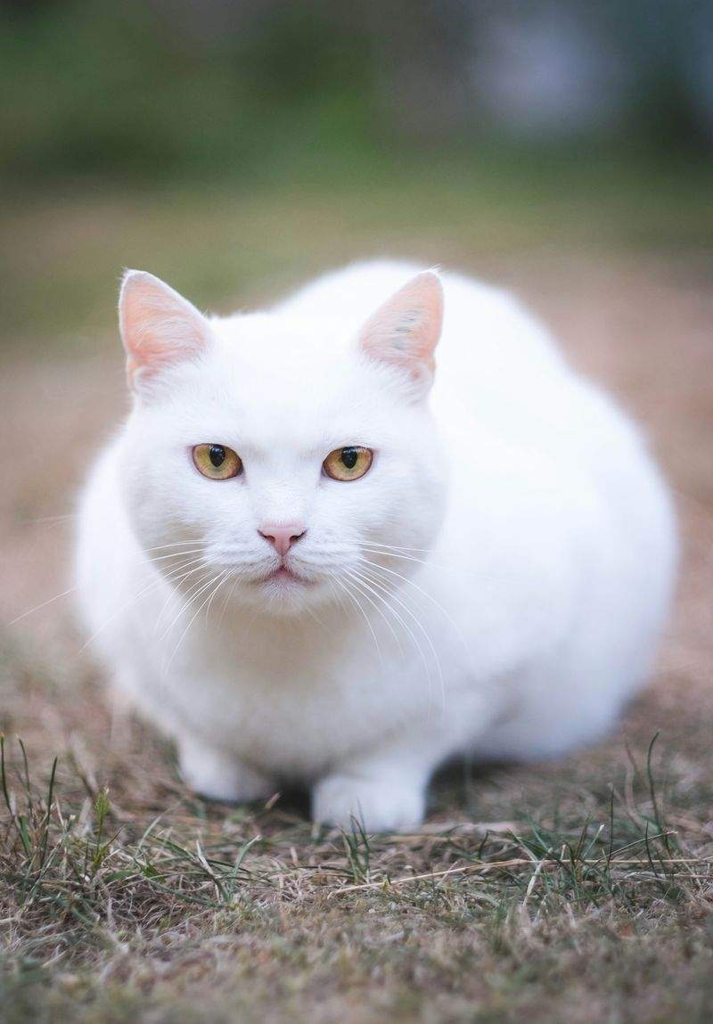 多頭飼育向け生活アドバイス